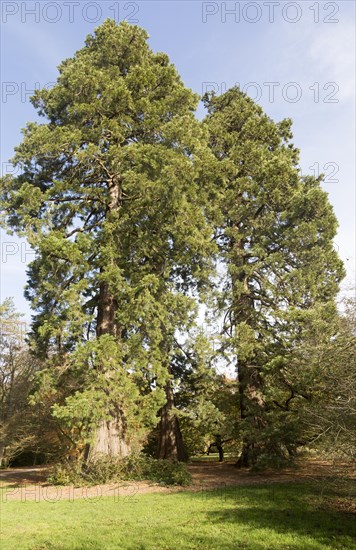 Wellingtonia tree, sequioadendron giganteum, National arboretum, Westonbirt arboretum,