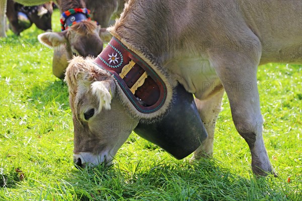 Traditional cattle drive or cattle seperation . As here in the Allgaeu, the cattle are driven down