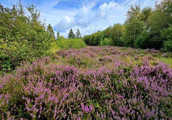 Flowering heather (Ericaceae), Hohes Venn, high moor, Monschau, North Rhine-Westphalia, Germany,