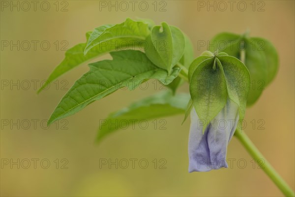 Bladder cherry (Physalis alkekengi), blossom, branch, nature photography, Wicker, Floersheim,