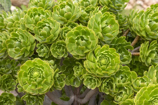 Sempervivum plant close up from above looking down, Cabo de Gata Natural Park, Almeria, Spain,