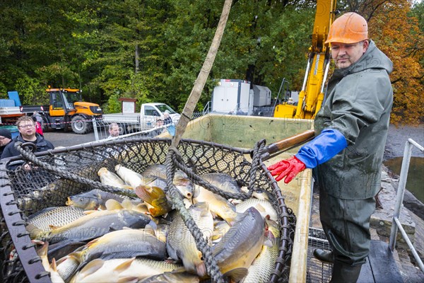 Fish and forest festival, fishing in the Moritzburg castle pond, Moritzburg, Saxony, Germany,