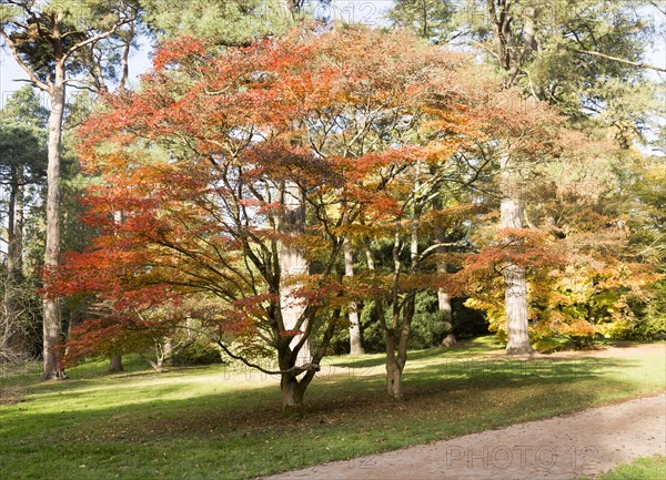 Japanese maple trees in autumn colour, Acer Palmatum, National arboretum, Westonbirt arboretum,