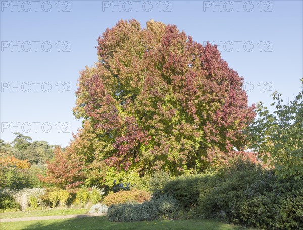 Liquidambar styraciflua, American sweetgum or redgum, in autumn leaf foliage, Woodbridge, Suffolk,