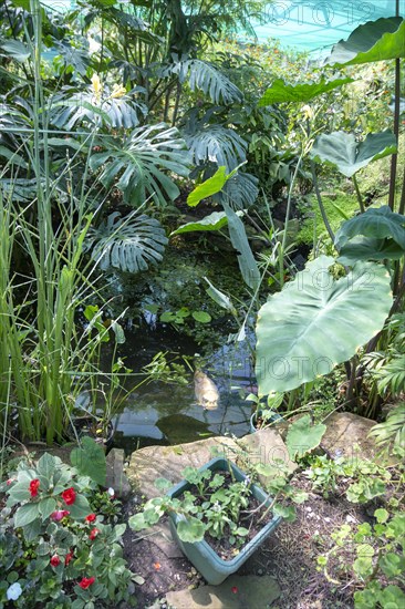 Inside the Butterfly House at Berkeley Castle, Gloucestershire, England, UK tropical rainforest