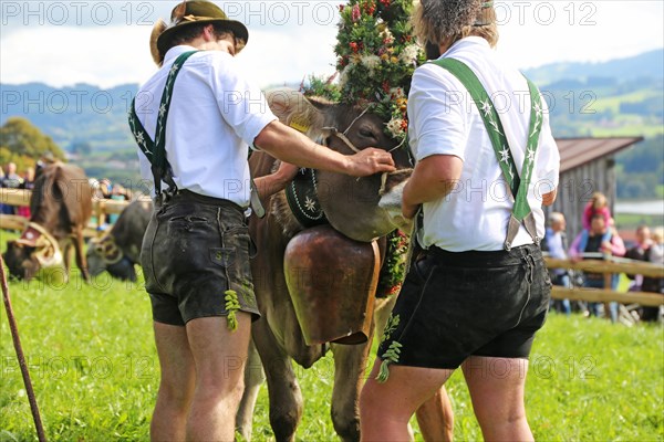 Traditional cattle drive or cattle seperation . As here in the Allgaeu, the cattle are driven down
