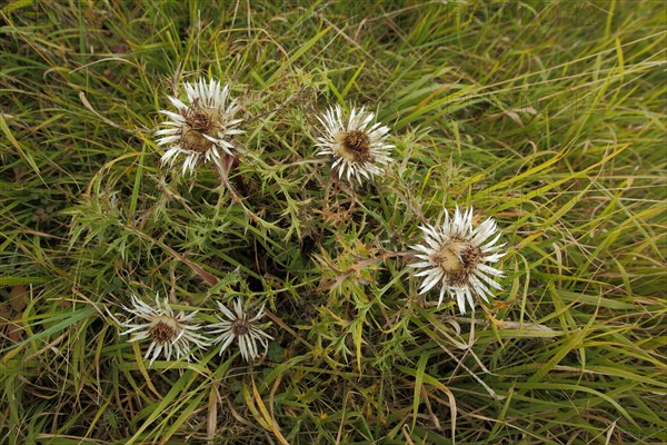 Silver thistle (Carlina acaulis), grass meadow, view from above, vineyard, Huenfeld, Hesse, Rhoen,
