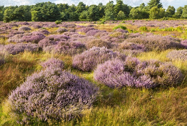 Heathland vegetation with heather in flower, Calluna vulgaris, Sutton Heath, Shottisham, Suffolk,