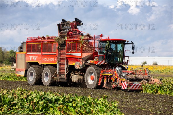 Sugar beet harvest in the Palatinate: The large mountains full of sugar beet at the edge of the