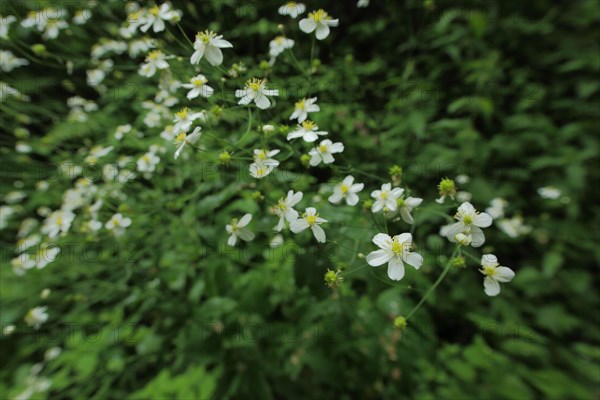 Aconite-leaf buttercup (Ranunculus aconitifolius), Ranunculus, plant, Kesselrain, Lange Rhoen,