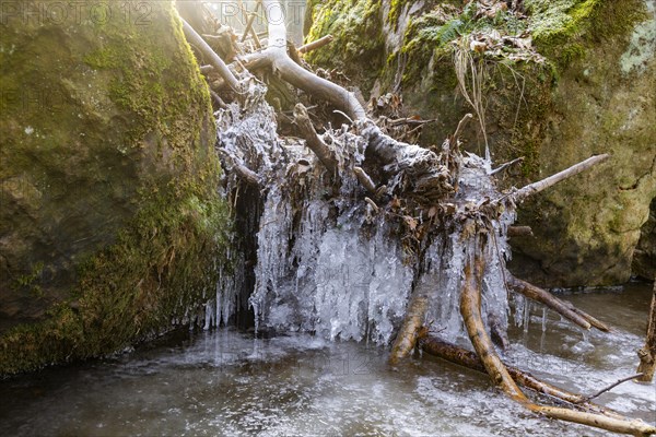 Severe frost has formed bizarre ice formations in the riverbed of the Gottleuba, Bergieshuebel,