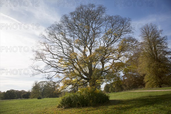 Cappadocian maple tree, acer cappadocicum, National arboretum, Westonbirt arboretum,