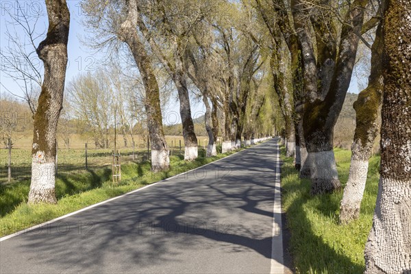 Iconic road through grove of ash trees with whitewashed bases of their trunks, Fraxinus
