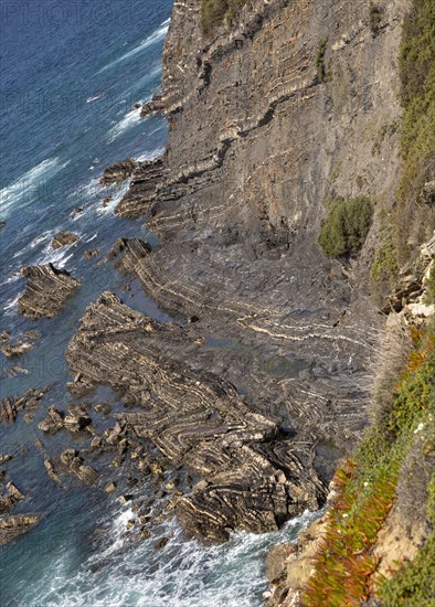 Intensely folded rock of wave cut platform at the base of a steep cliff. Rocky rugged coastal