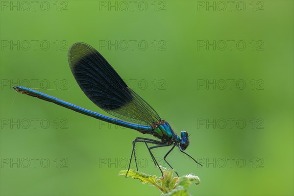 Banded demoiselle (Calopteryx splendens), male, Wickerbach, Floersheim, Taunus, Hesse, Germany,