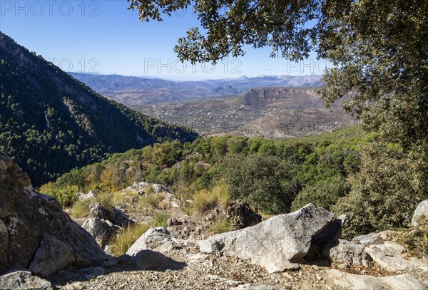 Ruta Botanica waking route from Area Recreativa El Alcazar, Sierra Tejeda natural park, Alcaucin,
