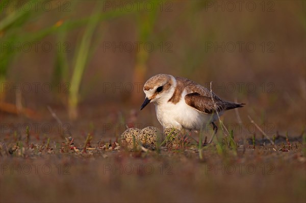 Kentish plover (Charadrius alexandrinus) Female breeding on the ground at the water's edge, Danube