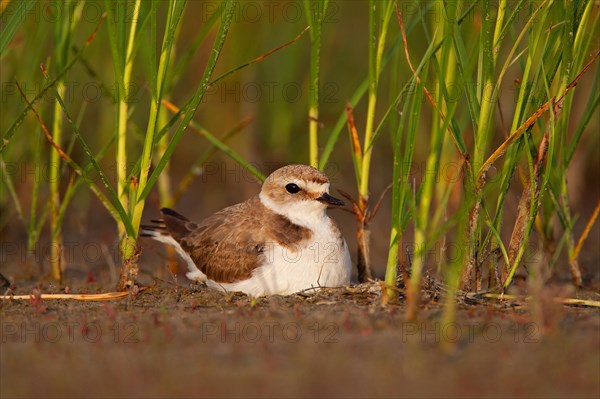 Kentish plover (Charadrius alexandrinus) Female breeding on the ground at the water's edge, Danube