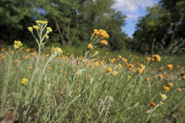 Sand immortelle (Helichrysum arenarium) with surroundings, habitat, nature, Mainz sand, Mombach,