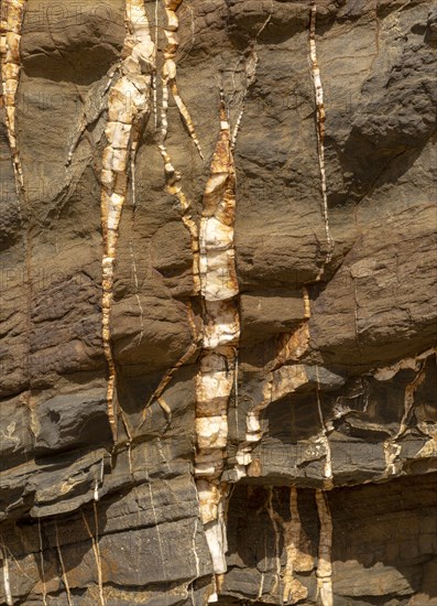 White veins of quartzite forming dykes crossing layers of metamorphosed sedimentary rock in the