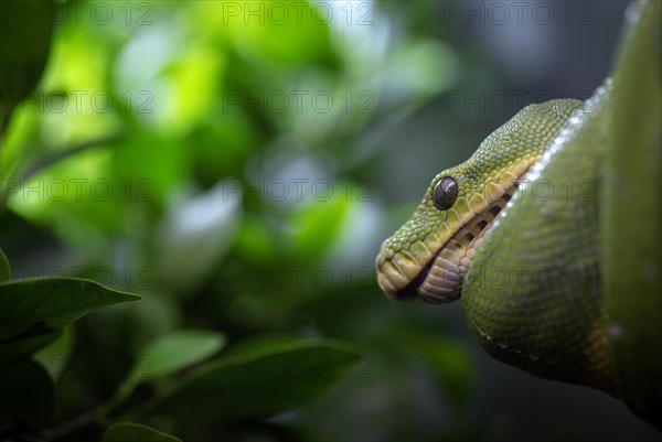 Green tree python (Morelia viridis), captive, occurrence New Guinea, Baden-Wuerttemberg, Germany,