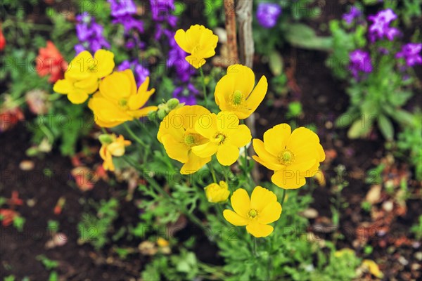 California poppy (Eschscholzia californica), also known as golden poppy, California poppy, yellow