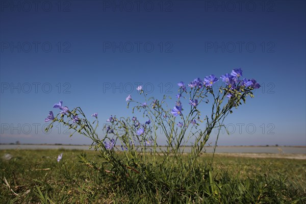 Flax (Linum usitatissimum) with surroundings and landscape, nature photography, Warmsee, Illmitz,