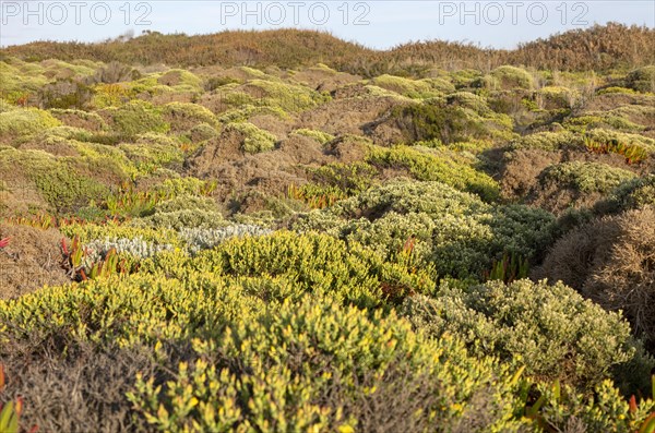 Vegetation Rota Vicentina Fishermen's Trail long distance coast path, Carvalhal, Alentejo Littoral,