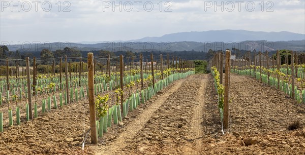 Rows of grape vines growing in springtime in a filed with view of distant mountains, Brejao, near