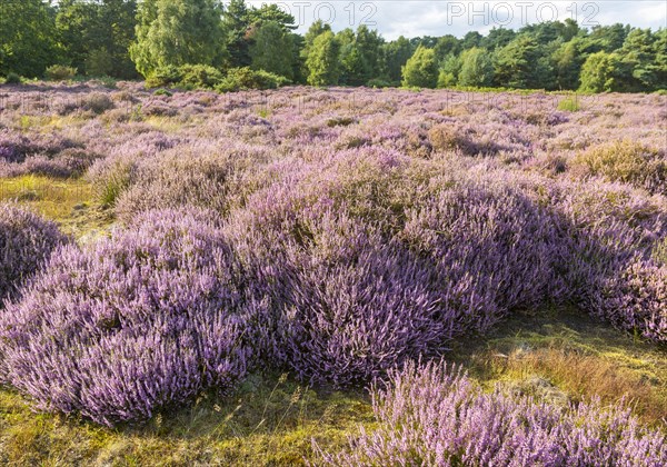 Heathland vegetation with heather in flower, Calluna vulgaris, Sutton Heath, Shottisham, Suffolk,