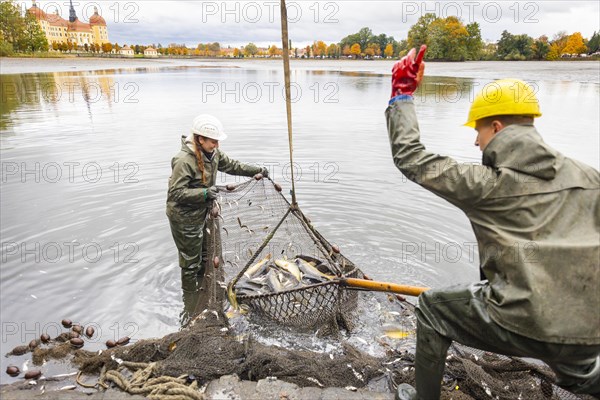Fish and forest festival, fishing in the Moritzburg castle pond, Moritzburg, Saxony, Germany,