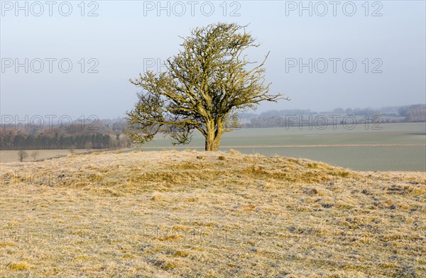 Bronze Age bowl barrow on Windmill Hill, a Neolithic causewayed enclosure, near Avebury, Wiltshire,