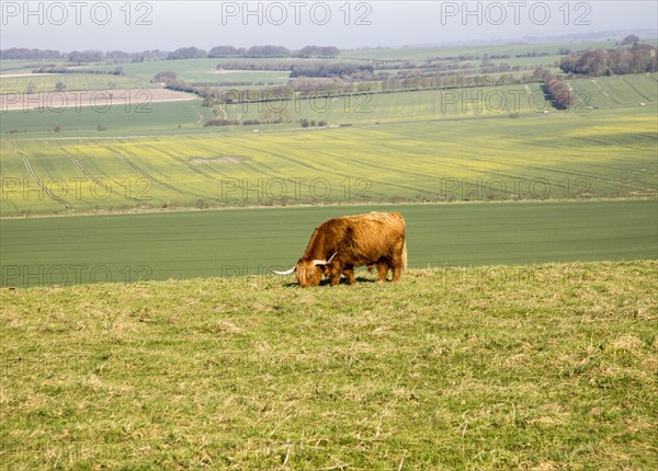 Longhorned Highland bull grazing on scarp slope overlooking clay vale, Hackpen Hill, Wiltshire,