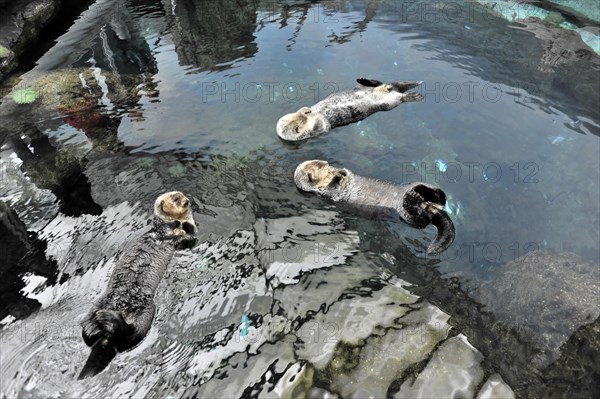 Sea otter, Kalan or sea otter (Enhydra lutris), in the Oceanario, Parque das Nacoes, Nacoes, Park
