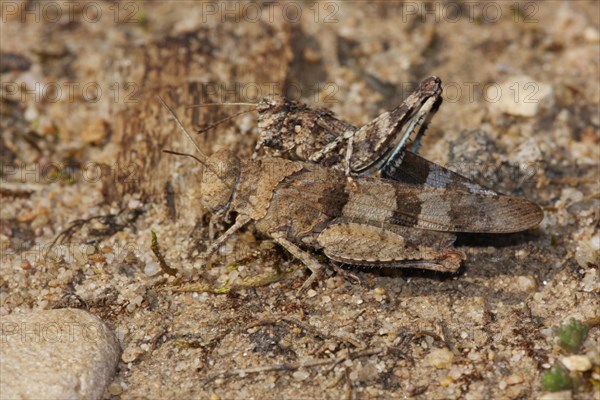 Blue-winged grasshoppers (Oedipoda caerulescens) on sandy ground, pair, female and male,