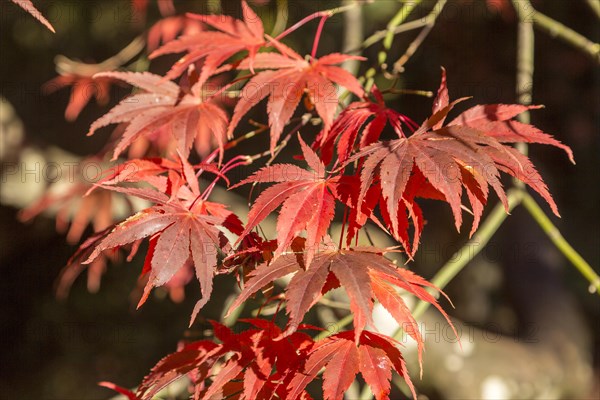 Japanese maple tree in autumn colour, Acer Palmatum, National arboretum, Westonbirt arboretum,