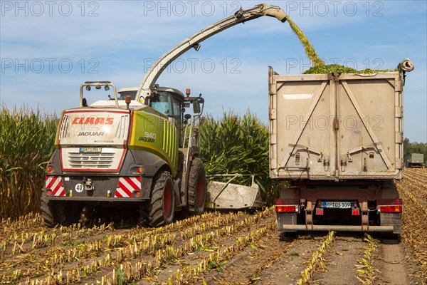 Rhineland-Palatinate, Germany: Maize harvesting (maize chopping) for the Alexanderhof biogas plant