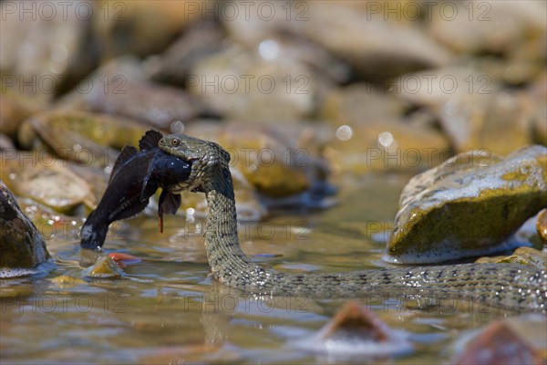 Dice snake (Natrix tessellata) on its way to the shore with preyed round goby (Neogobius