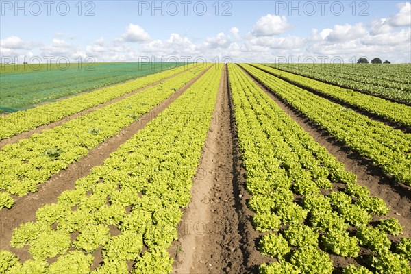 Rows of lettuce crop growing in field, near Butley, Suffolk, England, UK