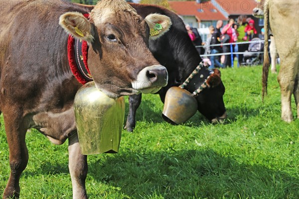 Traditional cattle drive or cattle seperation . As here in the Allgaeu, the cattle are driven down