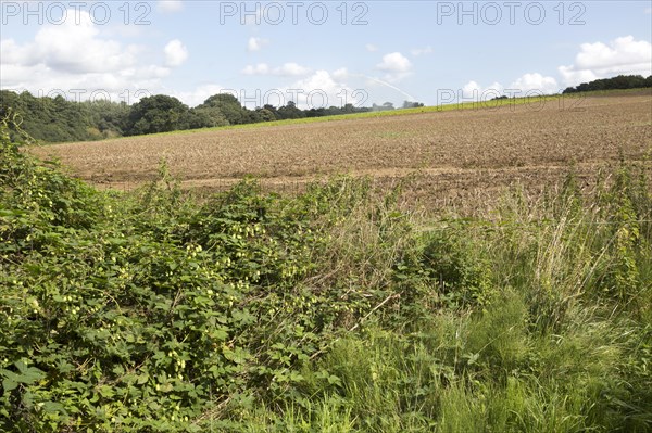 Field of withered brown potatoes with water irrigation sprayer in background, Shottisham, Suffolk,