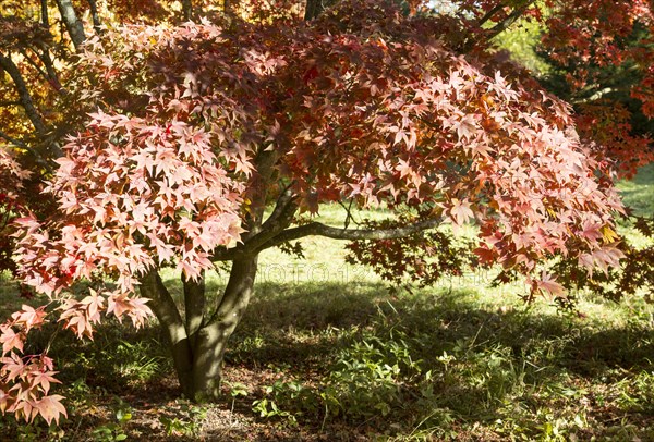 Japanese maple tree in autumn colour, Acer Palmatum, National arboretum, Westonbirt arboretum,