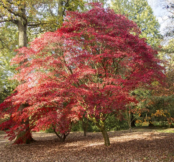 Japanese maple trees in autumn colour, Acer Palmatum, National arboretum, Westonbirt arboretum,
