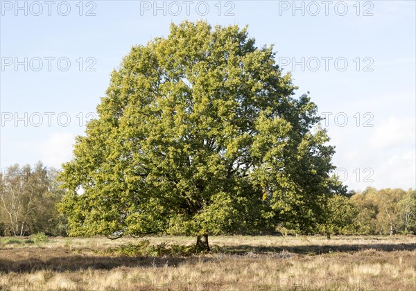 Single oak tree, quercus robur, standing in Suffolk Sandlings heathland, Sutton, Suffolk, England,