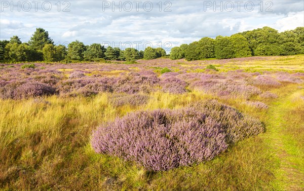 Heathland vegetation with heather in flower, Calluna vulgaris, Sutton Heath, Shottisham, Suffolk,