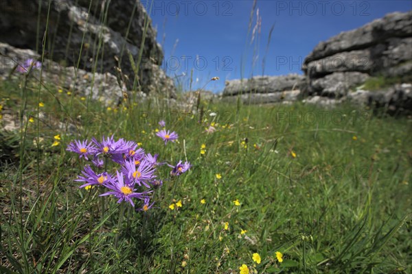 European michaelmas daisy (Aster amellus) in grass meadow with rock formations, blurred,