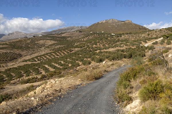 Landscape of olive trees and limestone mountains view from Zalia, La Axarquia, Andalusia, Spain,