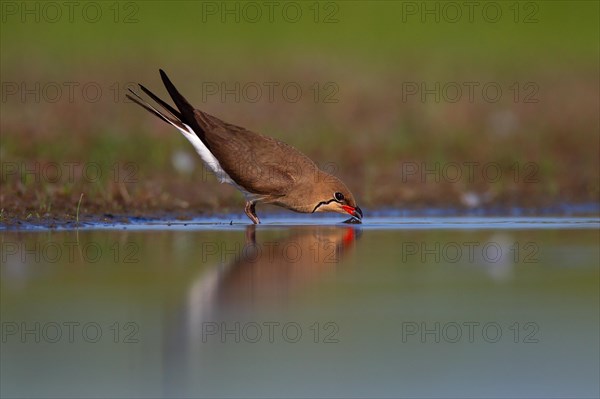 Collared pratincole (Glareola pratincola) drinking water, Danube Delta Biosphere Reserve, Romania,