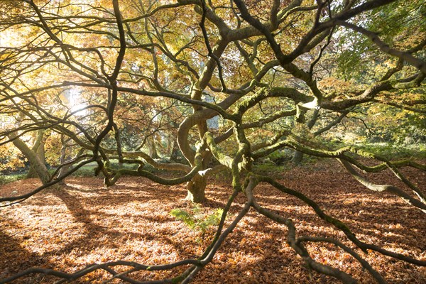 Japanese maple tree in autumn colour, Acer Palmatum, National arboretum, Westonbirt arboretum,