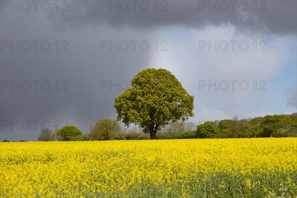 Dark rain clouds passing sunlit field of yellow oil seed rape with one oak tree standing, Suffolk,